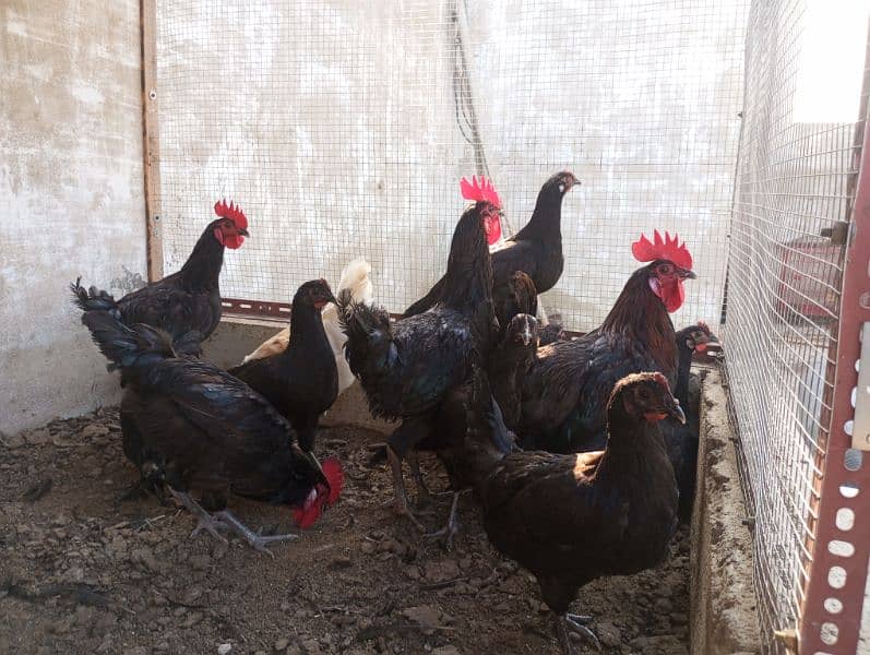 Australorp male | Roosters | Black Murgha 4