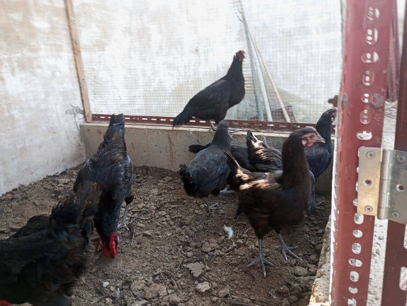 Australorp male | Roosters | Black Murgha 5