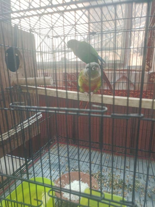 Green Cheek Sun Conure 1