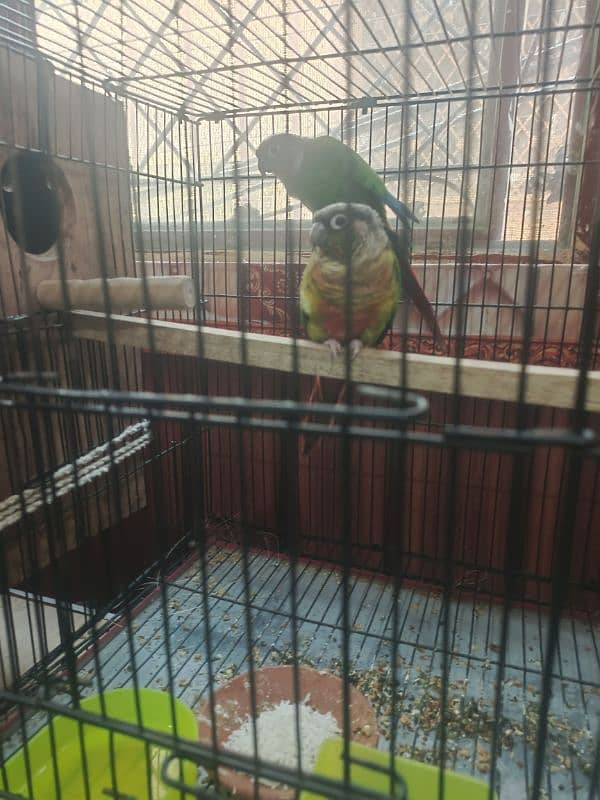 Green Cheek Sun Conure 2