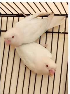 2 Breeder pairs Albino red eyes possible B 2