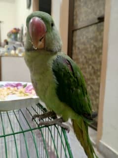 Raw Parrot Male( 03245635213 )