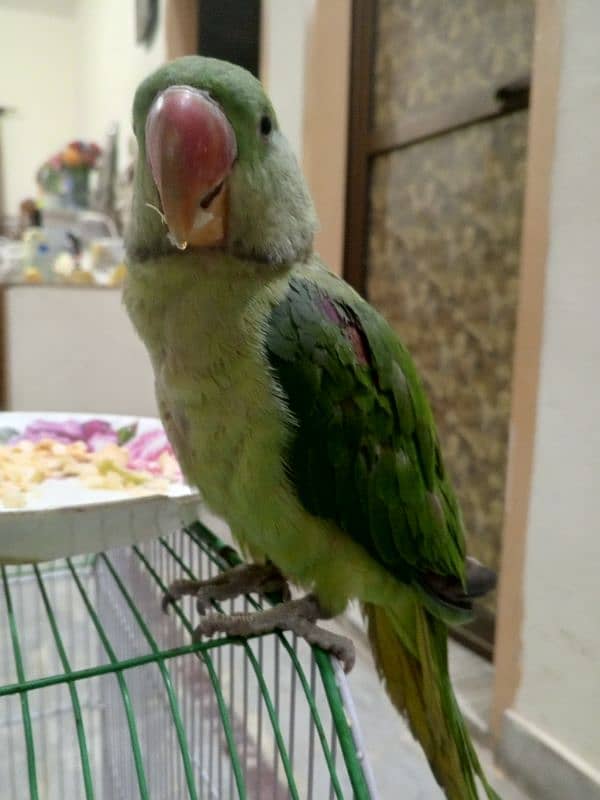 Raw Parrot Male( 03245635213 ) 0