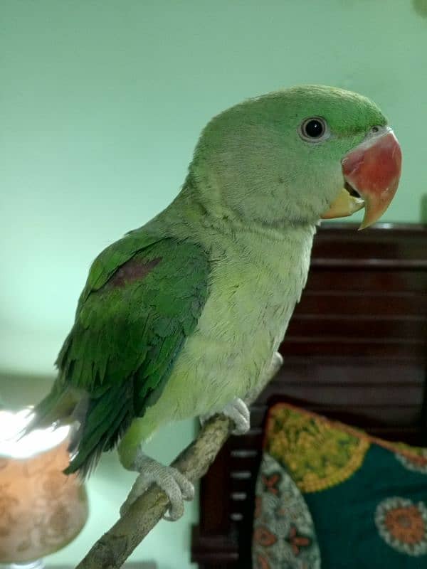 Raw Parrot Male( 03245635213 ) 1