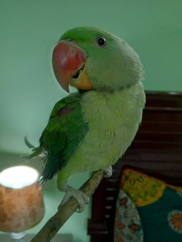 Raw Parrot Male( 03245635213 ) 2