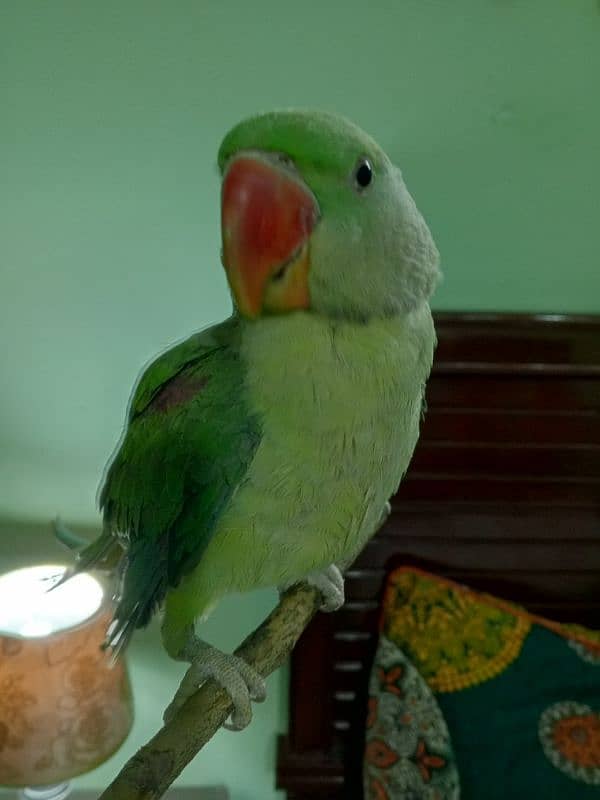 Raw Parrot Male( 03245635213 ) 3