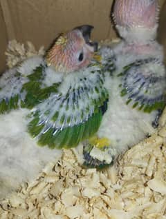 sun conure chicks for sale