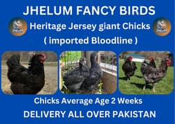 australorp | Jersey giant | Ayam Cemani black tongue | chicks |hens