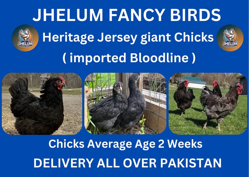 australorp | Jersey giant | Ayam Cemani black tongue | chicks |hens 0