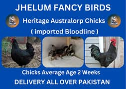 australorp | Jersey giant | Ayam Cemani black tongue | chicks |hens