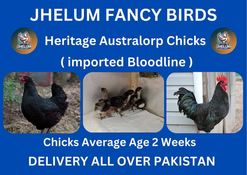 australorp | Jersey giant | Ayam Cemani black tongue | chicks |hens 1