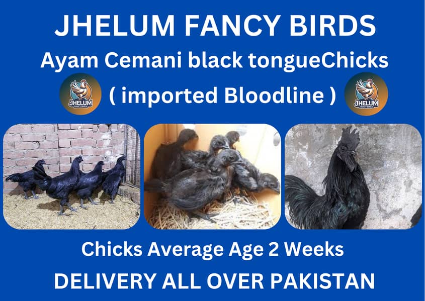 australorp | Jersey giant | Ayam Cemani black tongue | chicks |hens 2