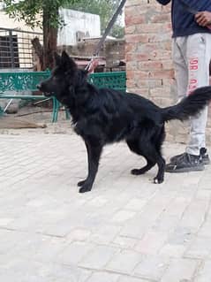 Pedigree black German shepherd female available for farm house's