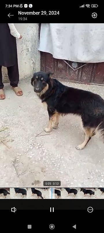 long coat German shepherd for sale 0