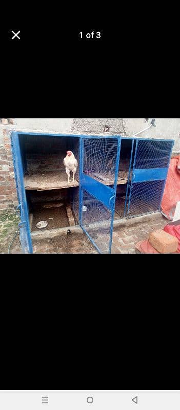 heera aseel full active & healthy male & iron cage 6 portion for sale 2