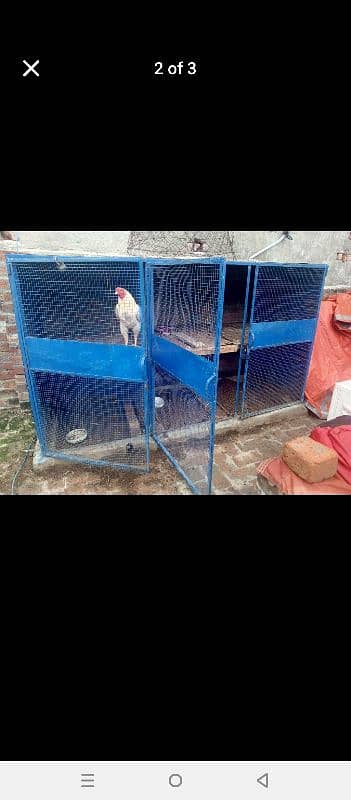 heera aseel full active & healthy male & iron cage 6 portion for sale 3