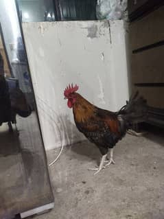 hen