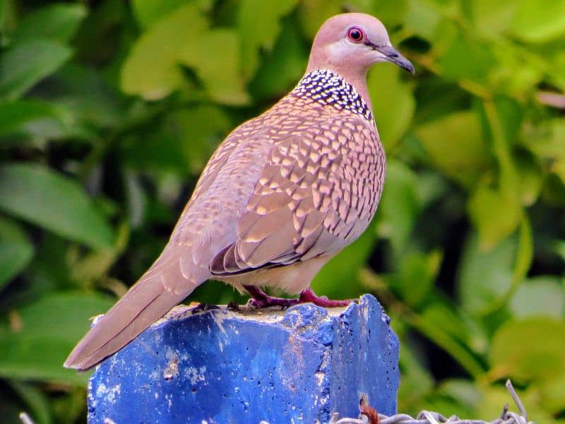 Spotted Doves For Sale In Multan 1 male 2 females 0