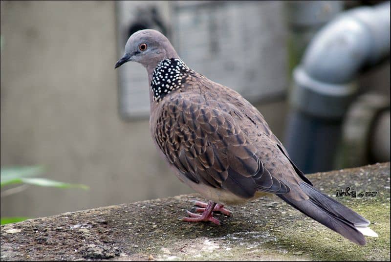 Spotted Doves For Sale In Multan 1 male 2 females 1