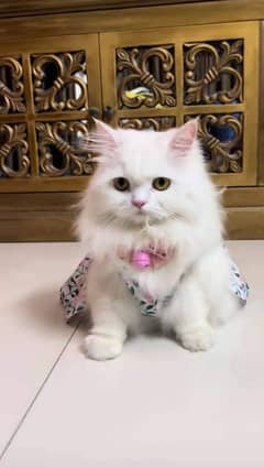 Persian cat vaccination clear for urgent sale 03484580261 my WhatsApp