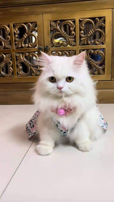 Persian cat vaccination clear for urgent sale 03484580261 my WhatsApp 0