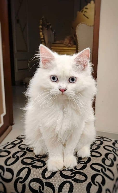 Persian cat vaccination clear for urgent sale 03484580261 my WhatsApp 1