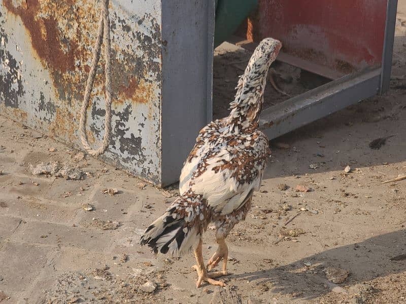 egg laying and kurak pure aseel hens available 0