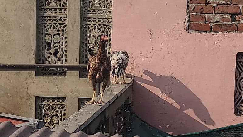 egg laying and kurak pure aseel hens available 4