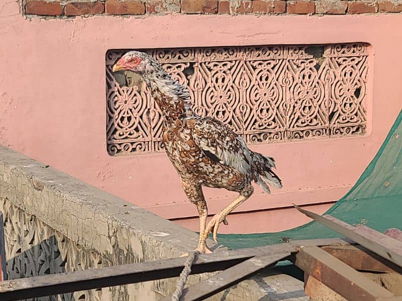 egg laying and kurak pure aseel hens available 10