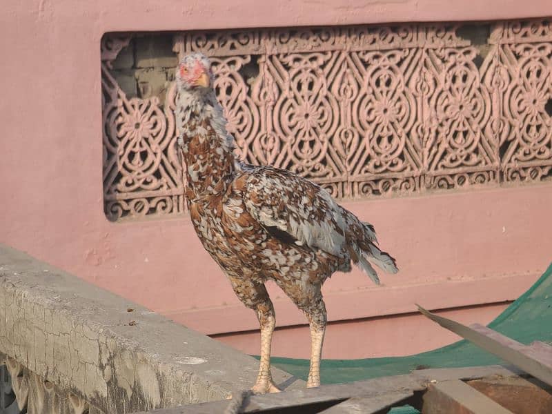 egg laying and kurak pure aseel hens available 11