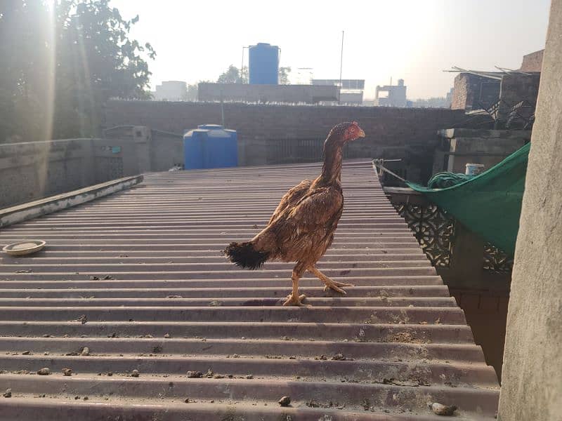 egg laying and kurak pure aseel hens available 12