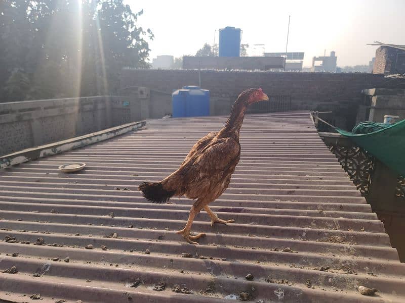 egg laying and kurak pure aseel hens available 14