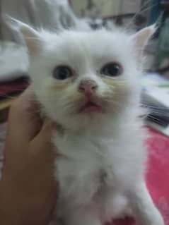 40 days old persian kittens odd eyed