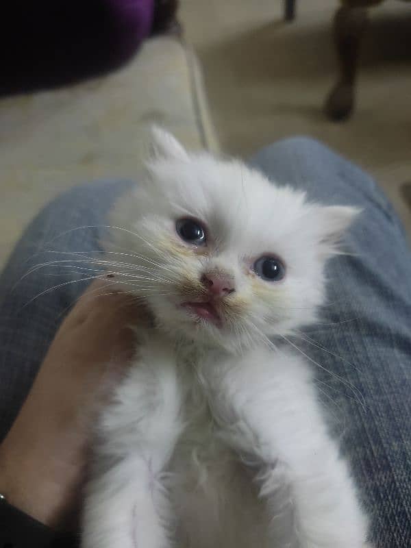 40 days old persian kittens odd eyed 1