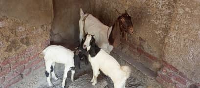 Bakri For Sell with 3 kids