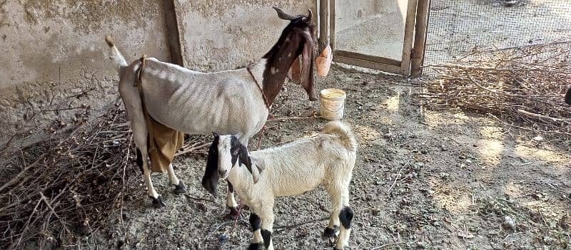 Desi Goat Cross Bakri For Sell with 3 Babys 1