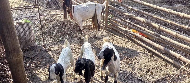 Desi Goat Cross Bakri For Sell with 3 Babys 2