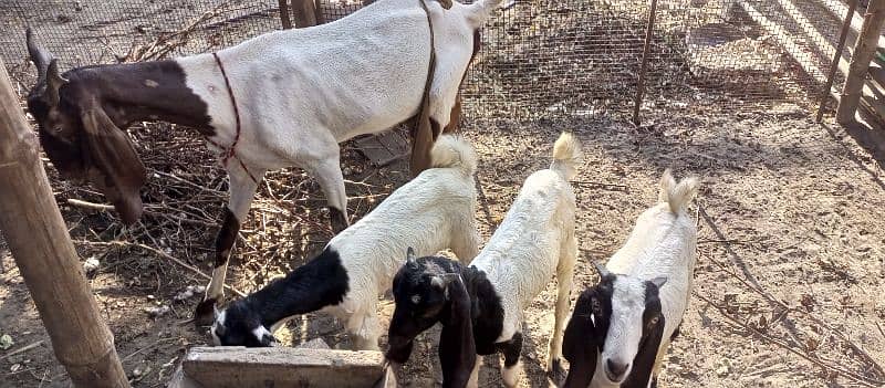 Desi Goat Cross Bakri For Sell with 3 Babys 3