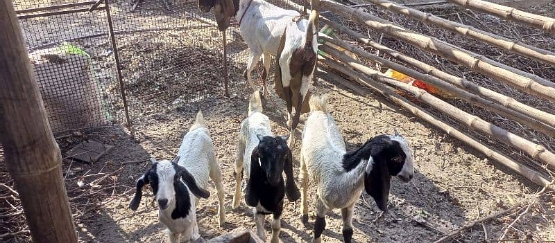 Desi Goat Cross Bakri For Sell with 3 Babys 4