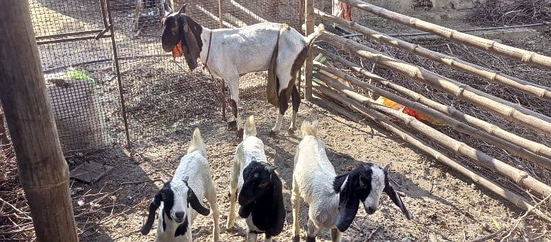 Desi Goat Cross Bakri For Sell with 3 Babys 5