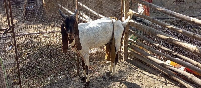 Desi Goat Cross Bakri For Sell with 3 Babys 6