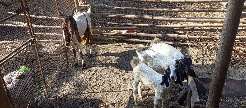 Desi Goat Cross Bakri For Sell with 3 Babys 7