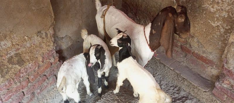 Desi Goat Cross Bakri For Sell with 3 Babys 8