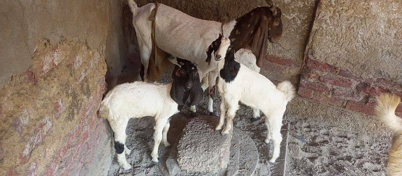 Desi Goat Cross Bakri For Sell with 3 Babys 9