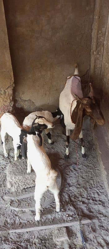 Desi Goat Cross Bakri For Sell with 3 Babys 10