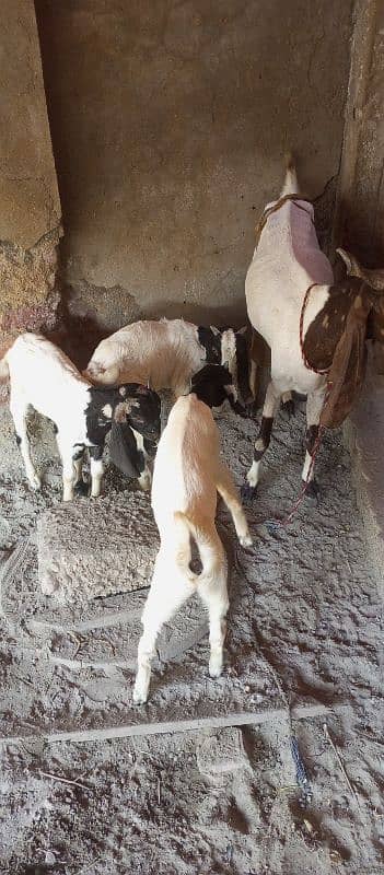 Desi Goat Cross Bakri For Sell with 3 Babys 11