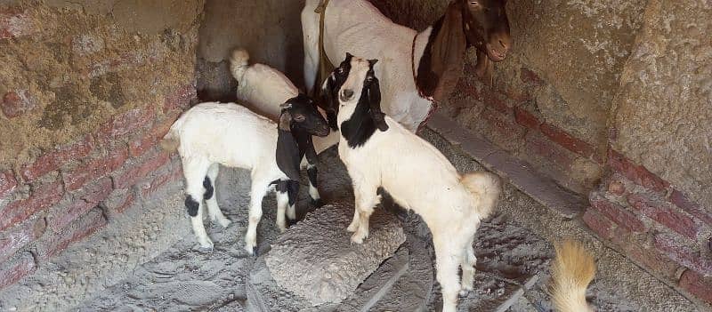 Desi Goat Cross Bakri For Sell with 3 Babys 12