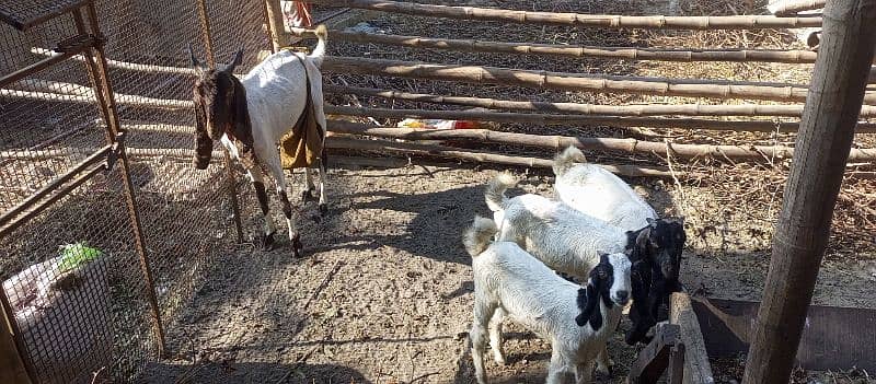 Desi Goat Cross Bakri For Sell with 3 Babys 13