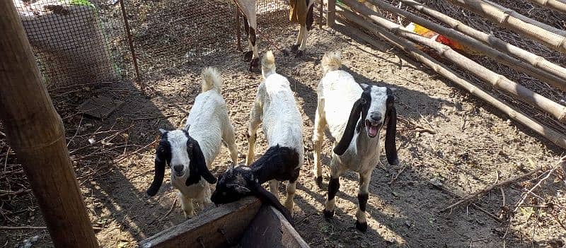 Desi Goat Cross Bakri For Sell with 3 Babys 14