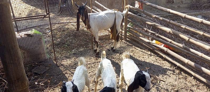 Desi Goat Cross Bakri For Sell with 3 Babys 15